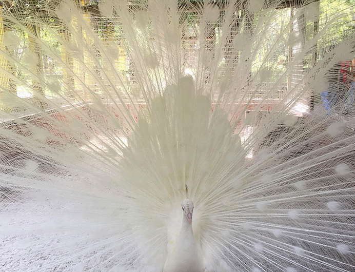 Con công bạch tạng ở Malaysia.