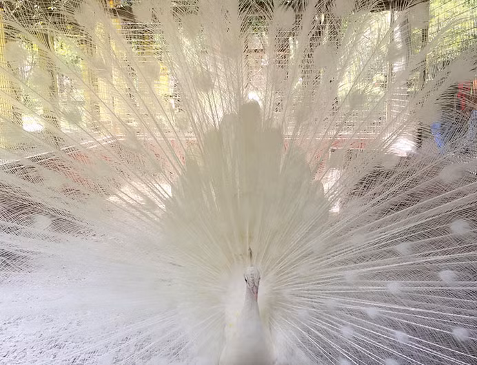 Con công bạch tạng ở Malaysia.