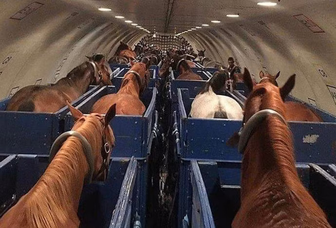 Máy bay chở...ngựa.