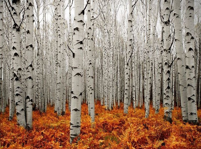 Bên trong một khu rừng ở Aspen, Colorado, Mỹ.