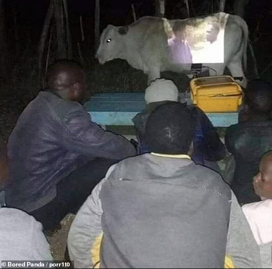 Nhóm người quyết định sử dụng một con bò làm màn máy chiếu để xem phim.