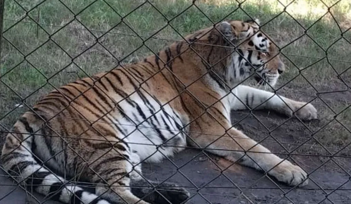 Loat vu ho, gau vo chet nguoi gay kinh hai-Hinh-4