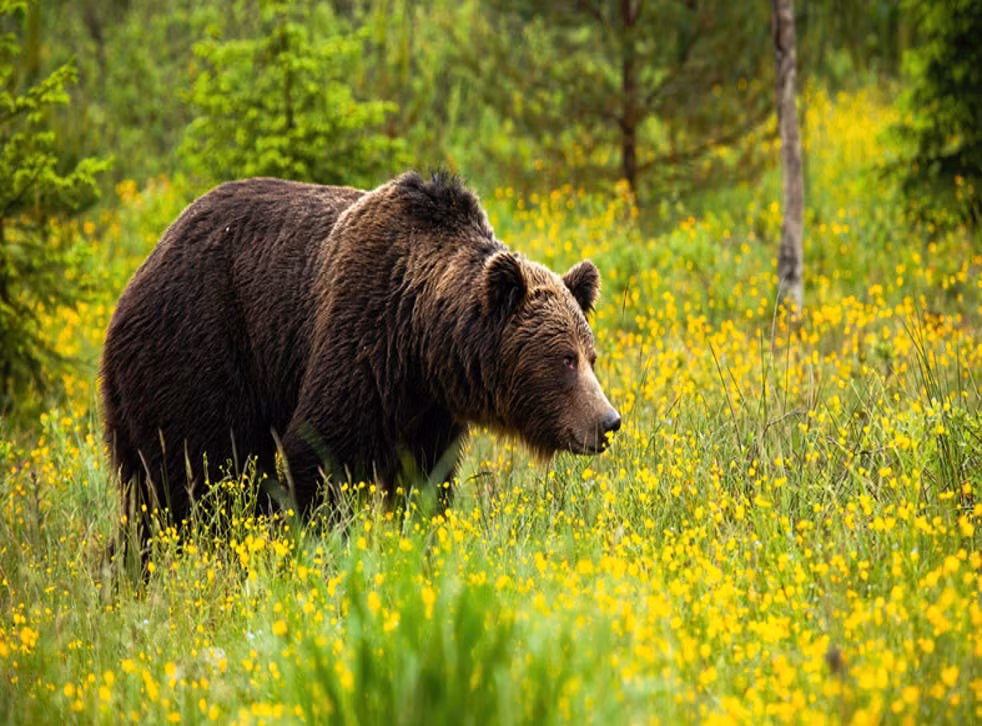 Loat vu ho, gau vo chet nguoi gay kinh hai-Hinh-2