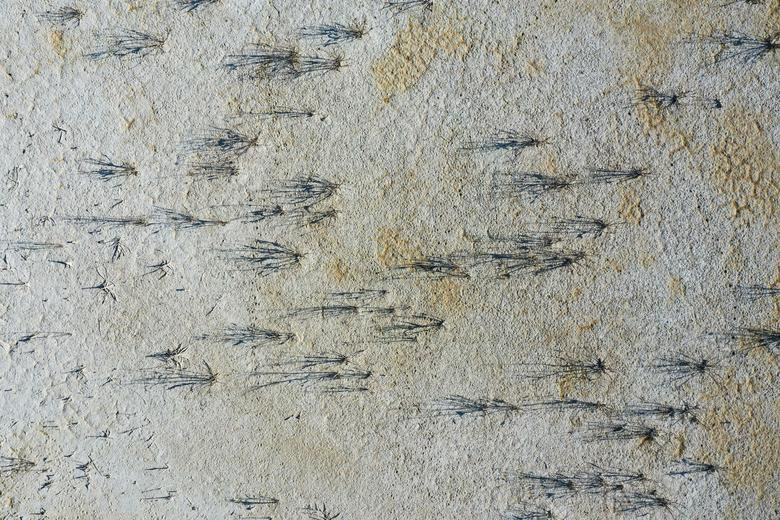 Cơ quan Quản lý Khí quyển và Đại dương Quốc gia (NOAA) lưu ý rằng, nhiệt độ trên mức trung bình được dự đoán ở Mỹ có thể mở rộng tình trạng khô hạn đến khắp nước này.