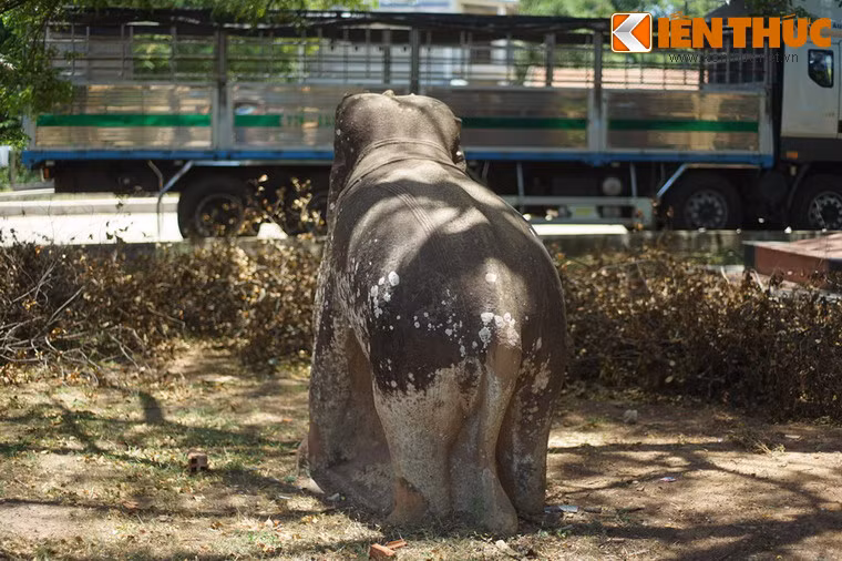 Theo các nhà nghiên cứu, hai con voi đá trong thành Đồ Bàn có nhiều dấu ấn mỹ thuật kế thừa từ giai đoạn Trà Kiệu muộn, niên đại thế kỷ 11-12.