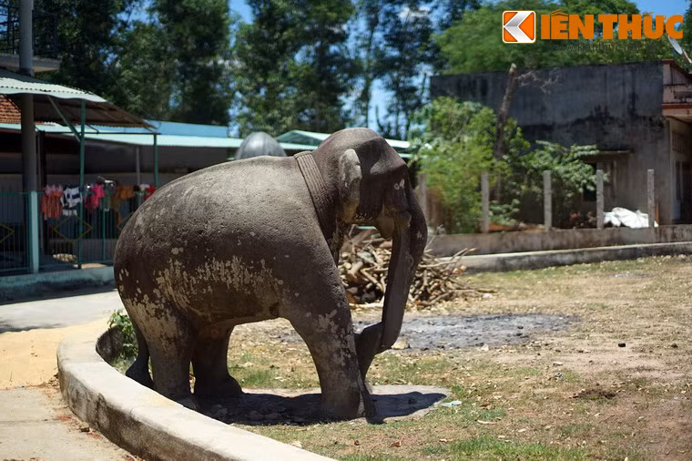 Tượng voi này được chế tác theo lối tả thực rất sống động, khác với kiểu tạo hình cách điệu thường thấy ở điêu khắc Chăm.