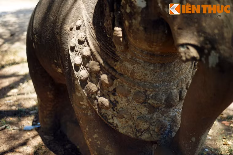 Cổ voi đeo chùm lục lạc rất lớn.