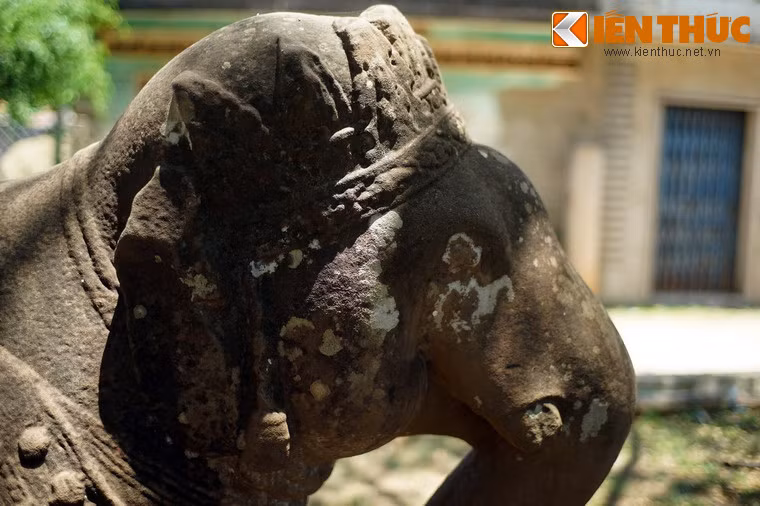 Hai tai của voi không còn nguyên vẹn.