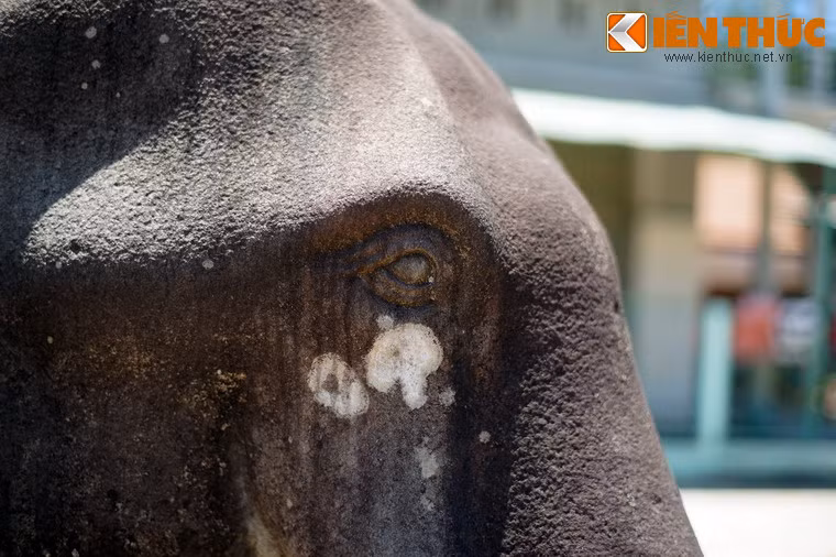 Mắt voi được diễn tả rất có hồn.