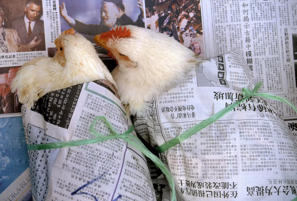 Những chú gà được bọc bằng giấy báo tiếng Hoa ở chợ Bandar Seri Begawan. Ảnh: Gueorgui Pinkhassov.