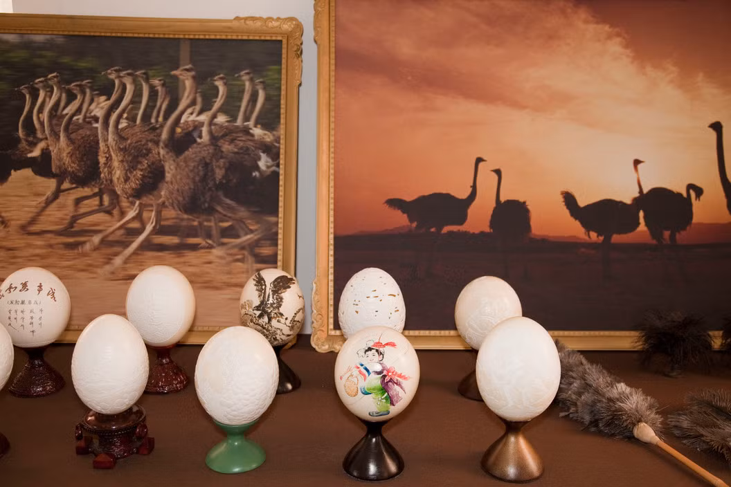 Vỏ trứng đà điểu được sử dụng làm đồ mỹ nghệ bán cho khách du lịch, lông dùng làm chổi, trong khi da được dùng cho ngành thuộc da. Ảnh: Hiroji Kubota / Magnum Photos.