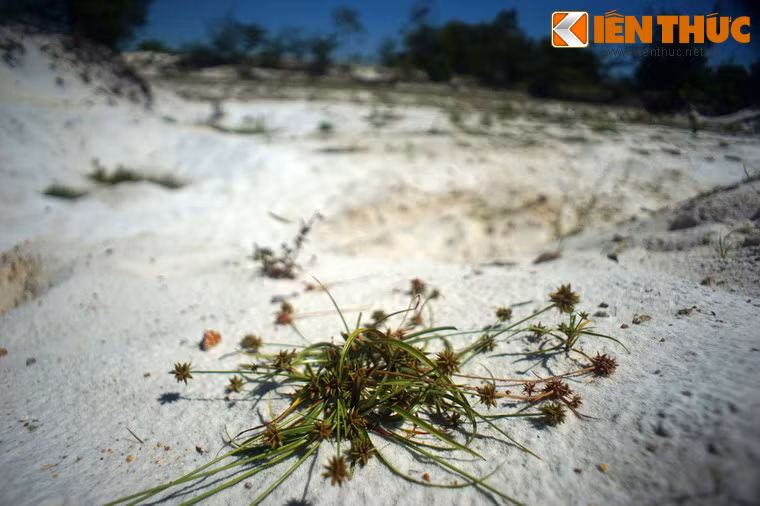 Đây là loại cát tự nhiên được hình thành từ các quá trình địa chất kéo dài hàng vạn năm, có màu trắng tinh rất bắt mắt.