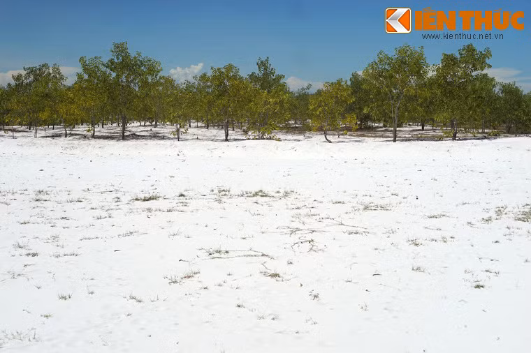 Nhiều khu vực được phủ cát trắng trên diện rộng khiến khách phương xa thích thú vì liên tưởng đến những miền đất phủ tuyết của xứ lạnh xa xôi.