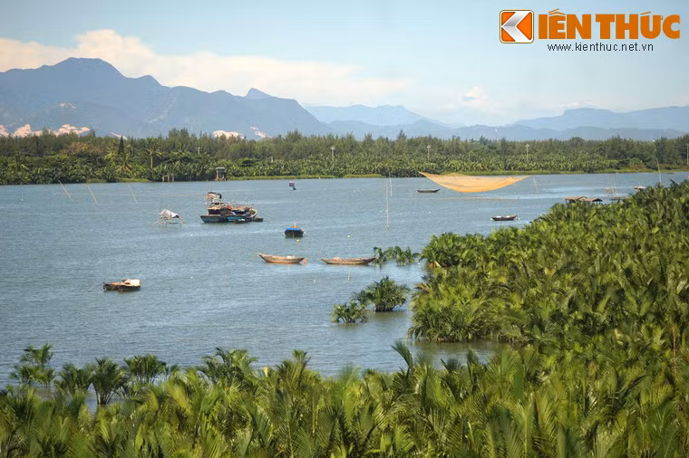 Rừng dừa nước xanh mướt bên bờ sông Thu Bồn.