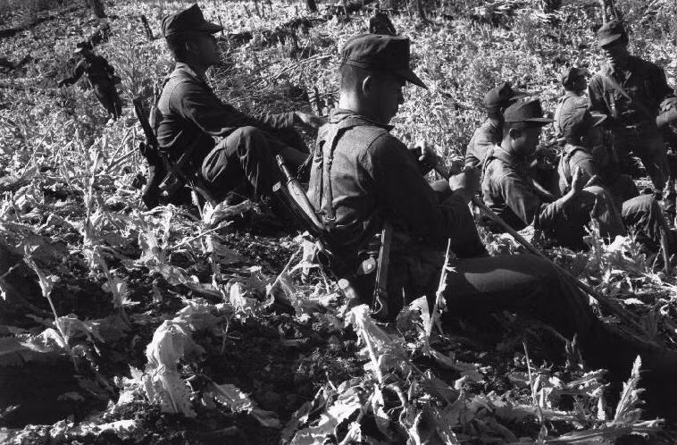 Quân đội Thái Lan đã đẩy mạnh chiến dịch rà soát và phá hủy các cánh đồng thuốc phiện vào đầu thập niên 1990. Ảnh: Patrick Zachmann / Magnum Photos.