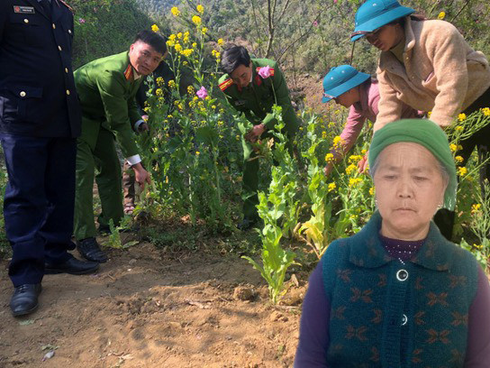 Lai Châu: Phát hiện hàng trăm cây thuốc phiện trồng xen lẫn rau cải Lai Chau: Phat hien hang tram cay thuoc phien trong xen lan rau cai