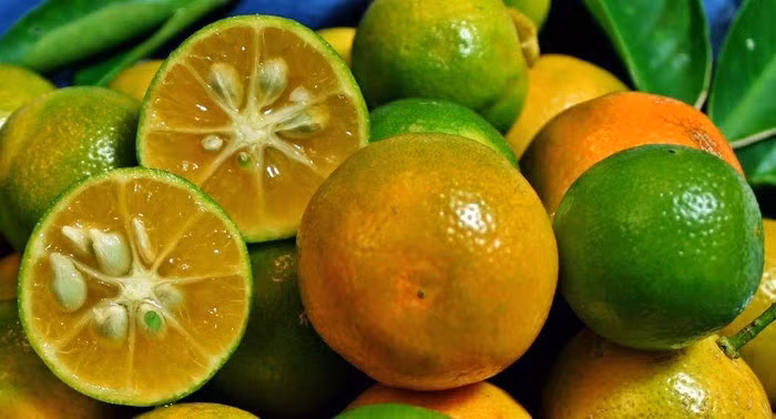 Loi ich suc khoe bat ngo cua qua quat chung ngay Tet-Hinh-7