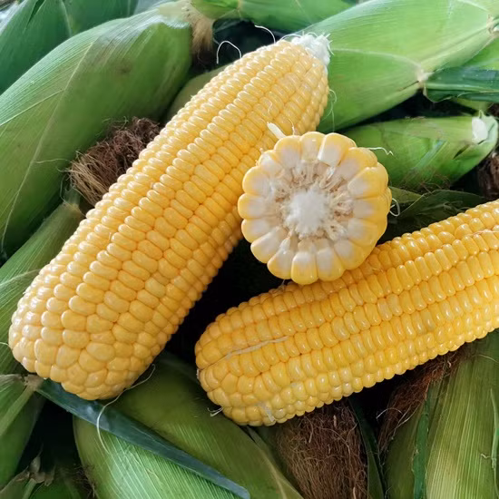 Ngô tốt cho người bị tiểu đường, giúp tăng cường sức khỏe hệ tiêu hóa, Cải thiện não bộ, chống ung thư, ngừa thiếu máu,... Ảnh minh họa