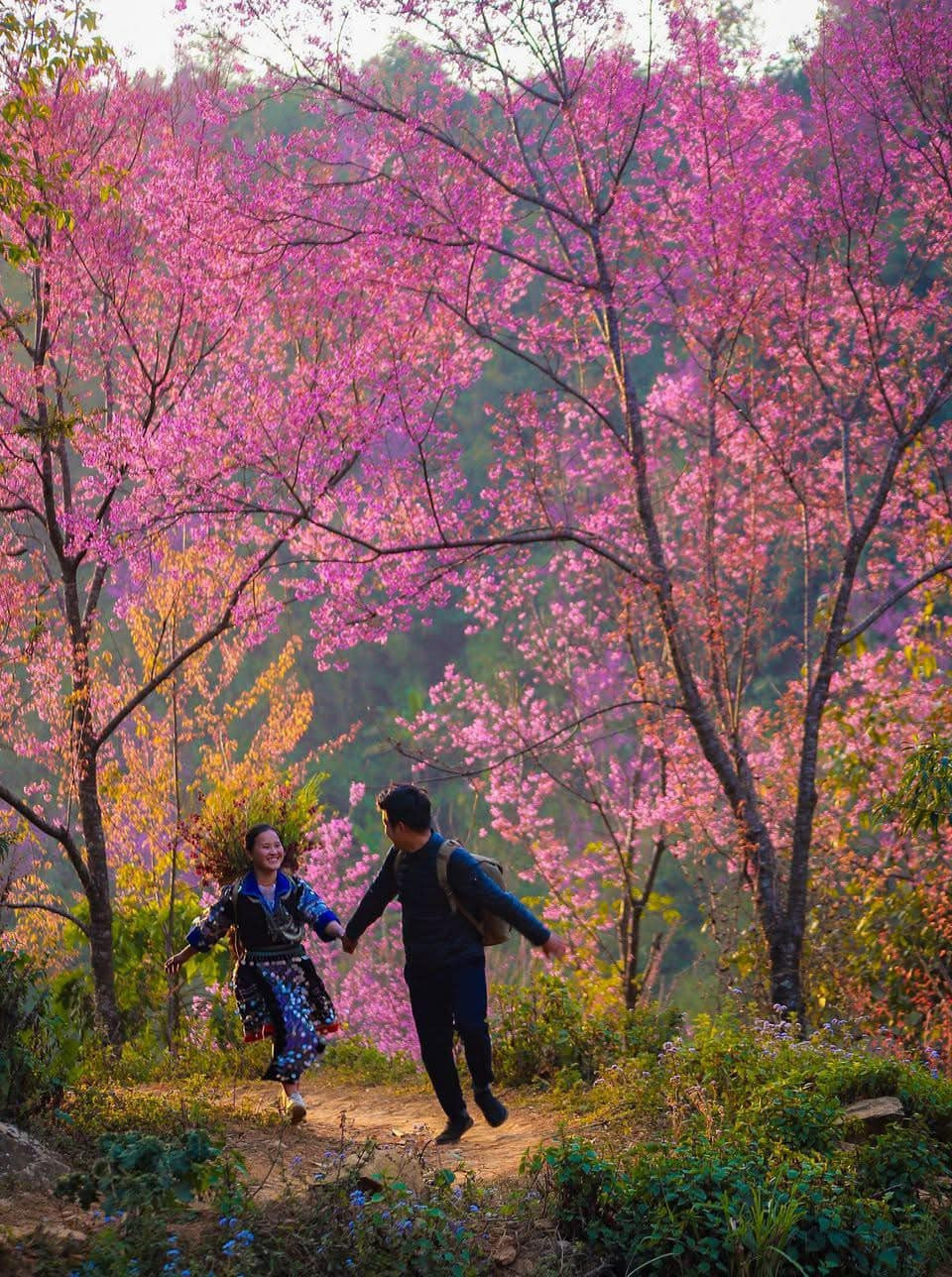 Vẻ đẹp của hoa Tớ dày như vẻ đẹp căng tràn sức sống của những thiếu nữ Mông, khiến trái tim của những chàng trai đang yêu thổn thức. Ảnh Fb Thu Uyên