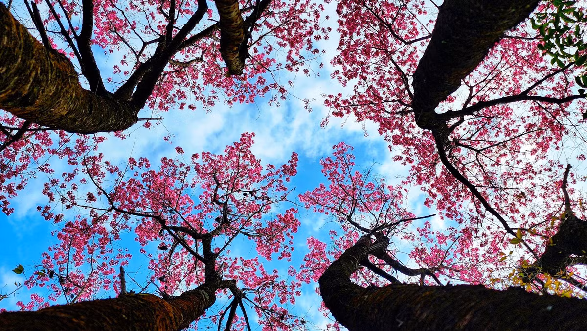 Tớ dày là loài hoa thuộc họ hoa đào. Người Mông ở Mù Cang Chải thường gọi là "Pằng Tớ Dày”, dịch theo nghĩa tiếng Việt là "Hoa đào rừng”. Hoa có năm cánh hồng như hoa đào ta, nhưng khi nở thì kết chùm, nhụy hoa lại rất dài và mang màu đỏ. Ảnh Checkin Viet Nam