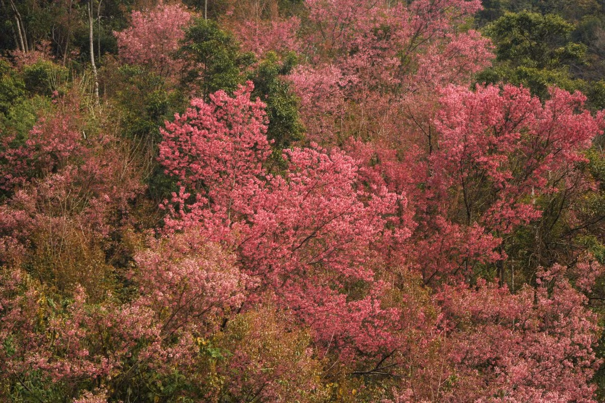 Cứ ngỡ nơi đây chỉ có mùa vàng lúa chín, có ruộng bậc thang di sản. Nhưng không, nó còn có mùa hoa tớ dày đẹp nao lòng. Ảnh Thanh Tiến