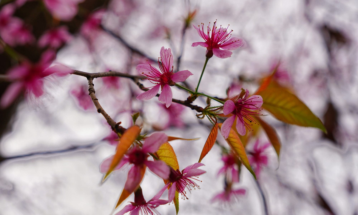 Thời điểm tớ dày nở rộ đẹp nhất vào khoảng giữa tháng 12 đến hết tháng 1 dương lịch. Thời tiết càng lạnh thì hoa càng rực rỡ. Ảnh Checkin Viet Nam