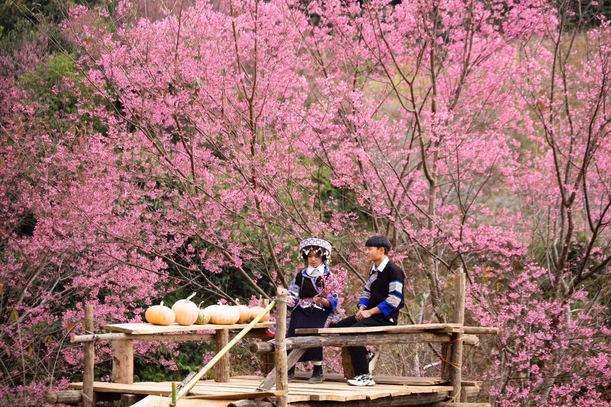 Khi mùa đông vẫn còn chưa qua thì hương sắc mùa xuân đã bắt đầu ghé thăm trên mảnh đất Mù Cang Chải. Ảnh Travelline