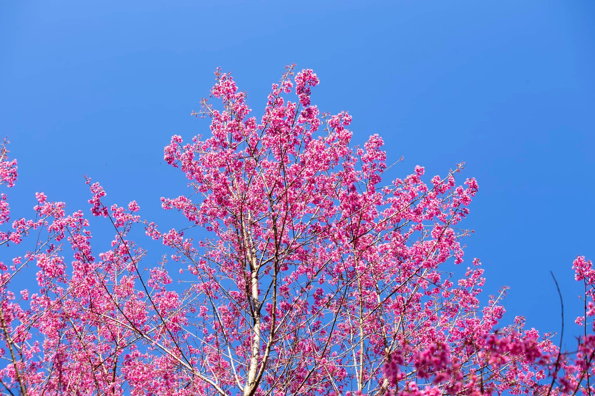 Hoa tớ dày gắn liền với đời sống của người H’Mông ở Mù Cang Chải, được coi là biểu tượng báo hiệu mùa xuân, báo hiệu một mùa vụ mới với ý nghĩa may mắn và khởi đầu thành công. Ảnh Checkin Việt Nam