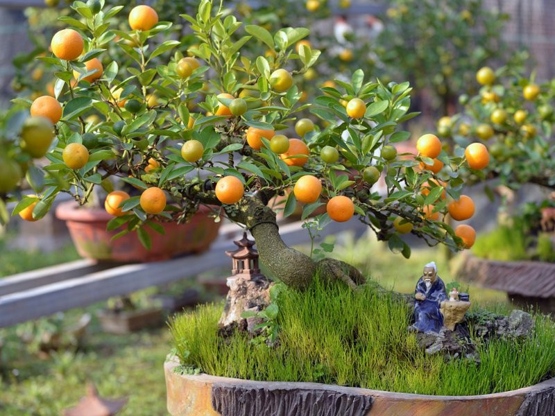  Cây cảnh biếu bố mẹ: Người lớn tuổi thường rất thích chăm sóc cây cảnh thiên nhiên nên tặng quà cây cảnh cũng sẽ rất hợp với sở thích của họ. Ngoài ra, cây xanh cũng góp phần làm cho không khí trong nhà thêm trong lành, tốt cho sức khỏe bố mẹ chồng. Ảnh minh họa