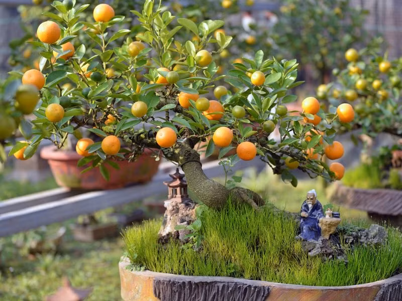  Cây cảnh biếu bố mẹ: Người lớn tuổi thường rất thích chăm sóc cây cảnh thiên nhiên nên tặng quà cây cảnh cũng sẽ rất hợp với sở thích của họ. Ngoài ra, cây xanh cũng góp phần làm cho không khí trong nhà thêm trong lành, tốt cho sức khỏe bố mẹ chồng. Ảnh minh họa