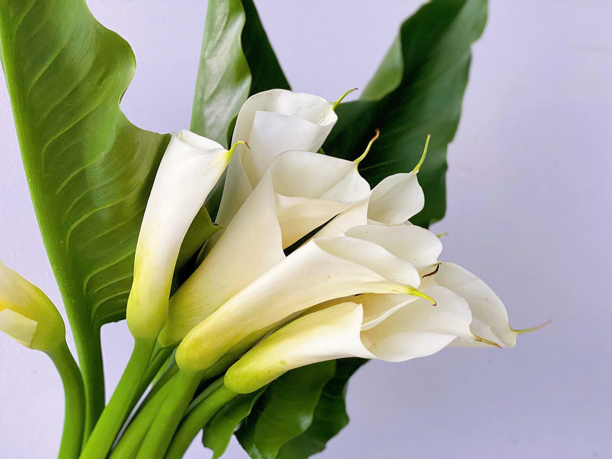  Hoa rum được coi là biểu tượng của sự trở về, sự đoàn tụ. Loại hoa này được nhiều gia đình mua về bày trong nhà vào ngày Tết. Tuy nhiên, hoa này có chứa chất calcium oxalate. Đây là một chất độc đối với con người. Nếu ăn phải, nó có thể gây ra bỏng miệng, tê lưỡi, ói mửa... Ảnh minh họa