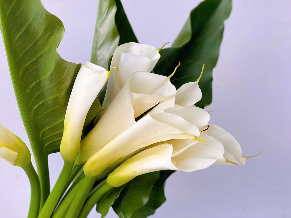  Hoa rum được coi là biểu tượng của sự trở về, sự đoàn tụ. Loại hoa này được nhiều gia đình mua về bày trong nhà vào ngày Tết. Tuy nhiên, hoa này có chứa chất calcium oxalate. Đây là một chất độc đối với con người. Nếu ăn phải, nó có thể gây ra bỏng miệng, tê lưỡi, ói mửa... Ảnh minh họa