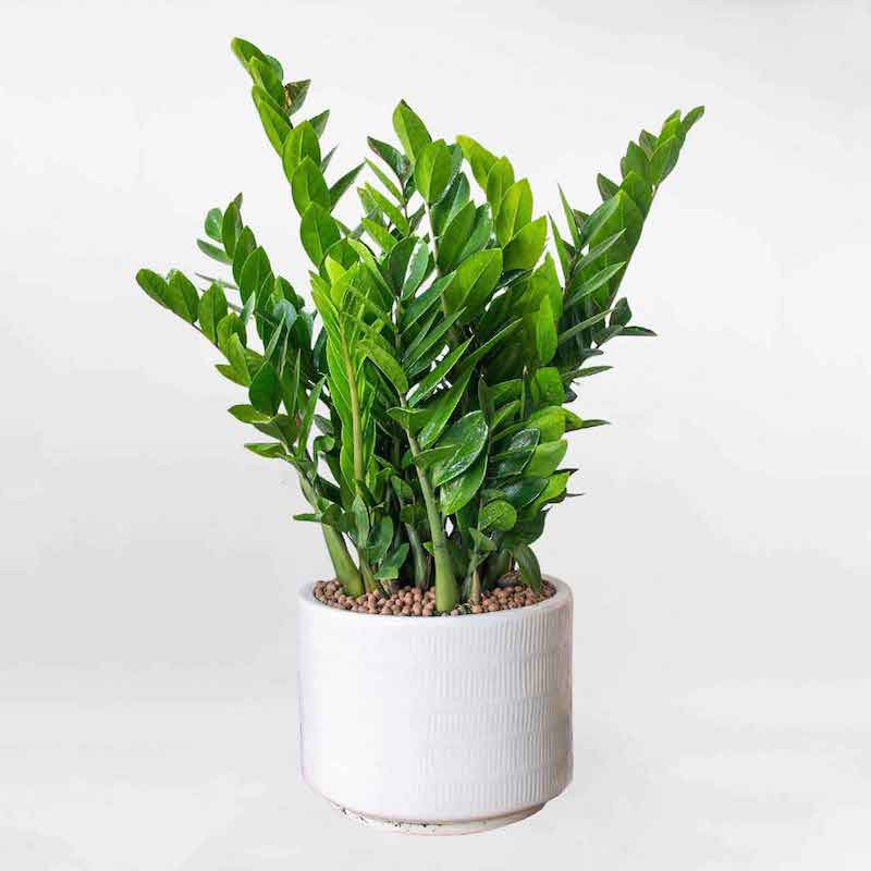  Kim tiền tượng trưng cho sự may mắn, tuy nhiên trong thân và lá cây có chứa canxi oxalat, gây nóng rát, bỏng lưỡi, cổ họng nếu ăn phải. Nặng hơn sẽ gây sưng viêm, ngạt thở và xuất huyết dạ dày. Nhựa cây dính lên mắt ảnh hưởng xấu đến thị lực. Ảnh minh họa