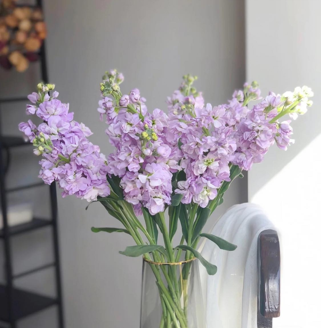  Hoa phi yến được nhiều người miền Bắc mua trồng hoặc cắm trong nhà vào mùa xuân, chứa các alkaloid diterpenois, bao gồm cả methyllycaconitine - độc tính rất cao.