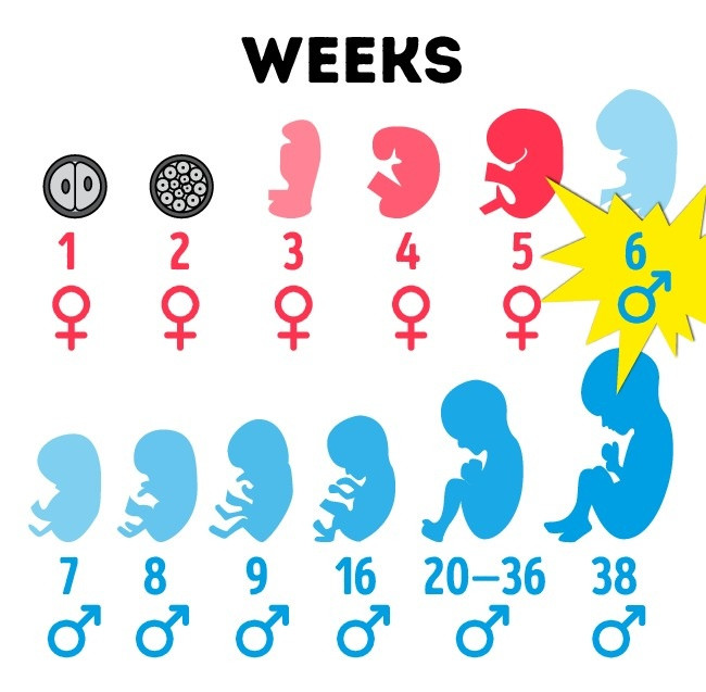  Ban đầu, đàn ông là “con gái”: Trong 5-6 tuần đầu của phôi thai, nhiễm sắc thể của Y chưa được “phát huy” mà đều là XX, do vậy 100% loại người đều là giống cái. Việc phân định giới tính diễn ra vào tuần thứ 6 trở đi. Ảnh Internet 