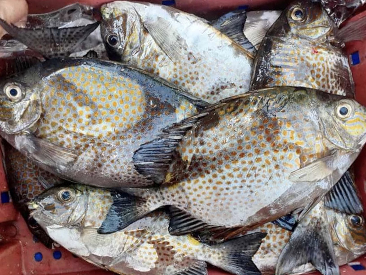Cá dìa chứa nhiều dưỡng chất tốt cho sức khỏe như: protein, chất béo, vitamin A, D, B3, B6,.. khoáng chất canxi, phốt pho, sắt, kẽm, magie,... Ảnh Internet
