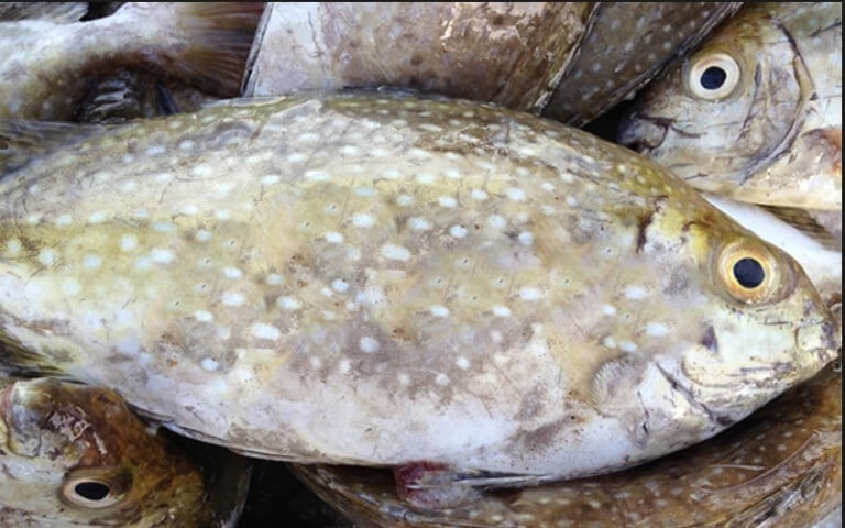 Ăn cá dìa có nhiều lợi ích cho sức khỏe: Tốt cho tim mạch, cải thiện trí nhớ, bổ mắt, cải thiện hoạt động tiêu hóa, tăng cường sức khỏe và năng lượng cho cơ thể. Ảnh Internet