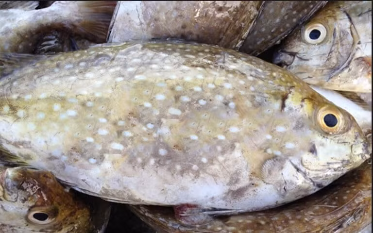 Ăn cá dìa có nhiều lợi ích cho sức khỏe: Tốt cho tim mạch, cải thiện trí nhớ, bổ mắt, cải thiện hoạt động tiêu hóa, tăng cường sức khỏe và năng lượng cho cơ thể. Ảnh Internet