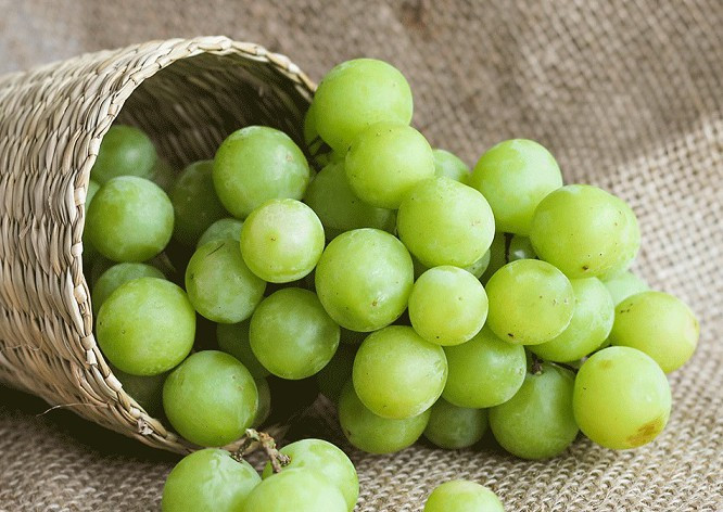 Theo chuyên gia dinh dưỡng, nho chứa lượng axit caffeic cao giúp chống ung thư hiệu quả. Ngoài ra nho còn sở hữu dưỡng chất resveratrol, có tác dụng giúp cơ thể ngăn chặn ung thư, nhất là ung thư gan, phổi, ung thư vú và ung thư tuyến tiền liệt. Ăn nho thường xuyên hoàn toàn có thể giúp phụ nữ phòng ngừa ung thư vú tốt. Ảnh minh họa