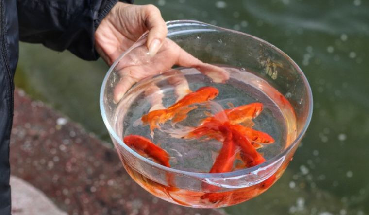 Tuy nhiên, nếu bận rộn và không thể cúng đúng giờ Ngọ, các gia đình có thể thực hiện lễ cúng vào bất kỳ thời điểm nào thuận tiện trước 12 giờ trưa ngày 23 tháng Chạp. Điều quan trọng là phải hoàn thành lễ cúng và thả cá trước giờ này, vì sau đó Táo quân sẽ chính thức bay về trời để báo cáo Ngọc Hoàng. Ảnh minh họa