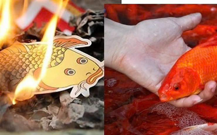 Ngày nay, một số người chọn cá chép giấy để tiện dụng, nhưng theo các nhà nghiên cứu văn hóa, việc sử dụng cá chép sống không chỉ mang ý nghĩa dâng lễ mà còn thể hiện nét đẹp văn hóa thông qua tục phóng sinh, khẳng định tinh thần nhân đạo của người Việt. Ảnh minh họa