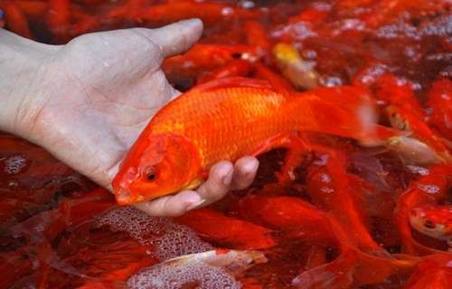 Ngoài ra, có thể thử độ khỏe mạnh của cá chép bằng cách thả tạm cá vào lu. Khi chạm vào mặt nước, cá bơi nhanh, quẫy mạnh có nghĩa là rất khỏe mạnh, sung sức. Ảnh minh họa