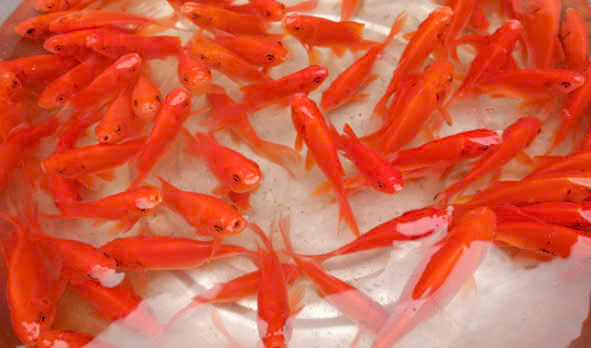 Để biết cá có khỏe mạnh hay không, có thể kiểm tra phần mang của chúng. Nếu mang đỏ tươi là cá đang ở trạng thái khỏe mạnh. Nếu mang đỏ thâm thì cá đã yếu và dễ chết. Ảnh minh họa