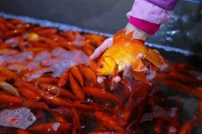 Về cách lựa chọn cá chép, người xưa quan niệm, khi mua cá chép nên lựa chọn những con cá có màu đỏ, to, khỏe mạnh, không bị trầy xước, bong vảy… Ảnh minh họa