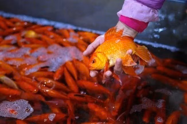 Về cách lựa chọn cá chép, người xưa quan niệm, khi mua cá chép nên lựa chọn những con cá có màu đỏ, to, khỏe mạnh, không bị trầy xước, bong vảy… Ảnh minh họa