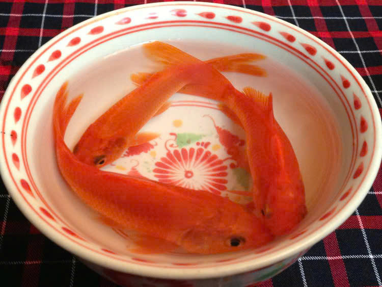 Vì vậy, lễ cúng ông Công ông Táo thường cần 3 con cá chép đỏ, tượng trưng cho phương tiện để các Táo về trời. Ảnh minh họa