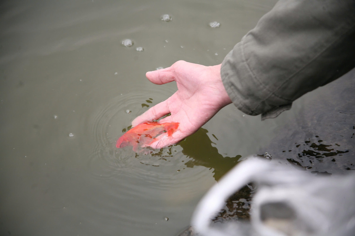 Theo quan niệm dân gian, cá chép nên được thả vào giờ Ngọ (khoảng 12 giờ trưa) ngày 23 tháng Chạp, thời điểm Táo quân cưỡi cá lên chầu trời. Ảnh minh họa