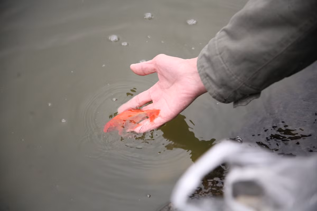 Theo quan niệm dân gian, cá chép nên được thả vào giờ Ngọ (khoảng 12 giờ trưa) ngày 23 tháng Chạp, thời điểm Táo quân cưỡi cá lên chầu trời. Ảnh minh họa