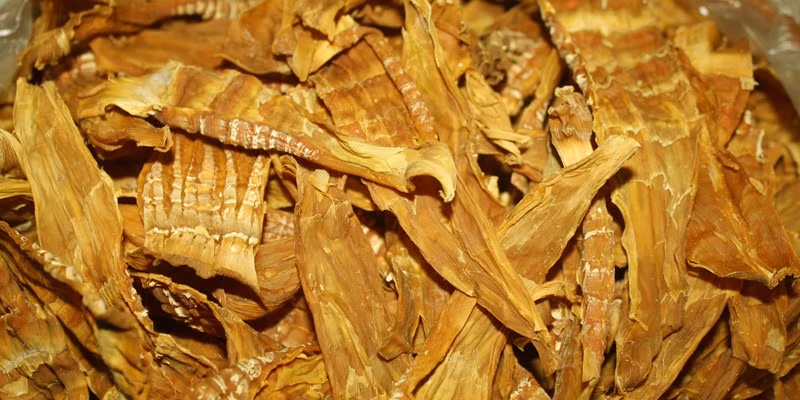 Nên chọn măng búp có màu đều nhau, đốt ngắn, không có xơ. Chọn nhiều phần ngọn vì khi nấu sẽ mềm và ngon hơn phần gốc. Ảnh minh họa