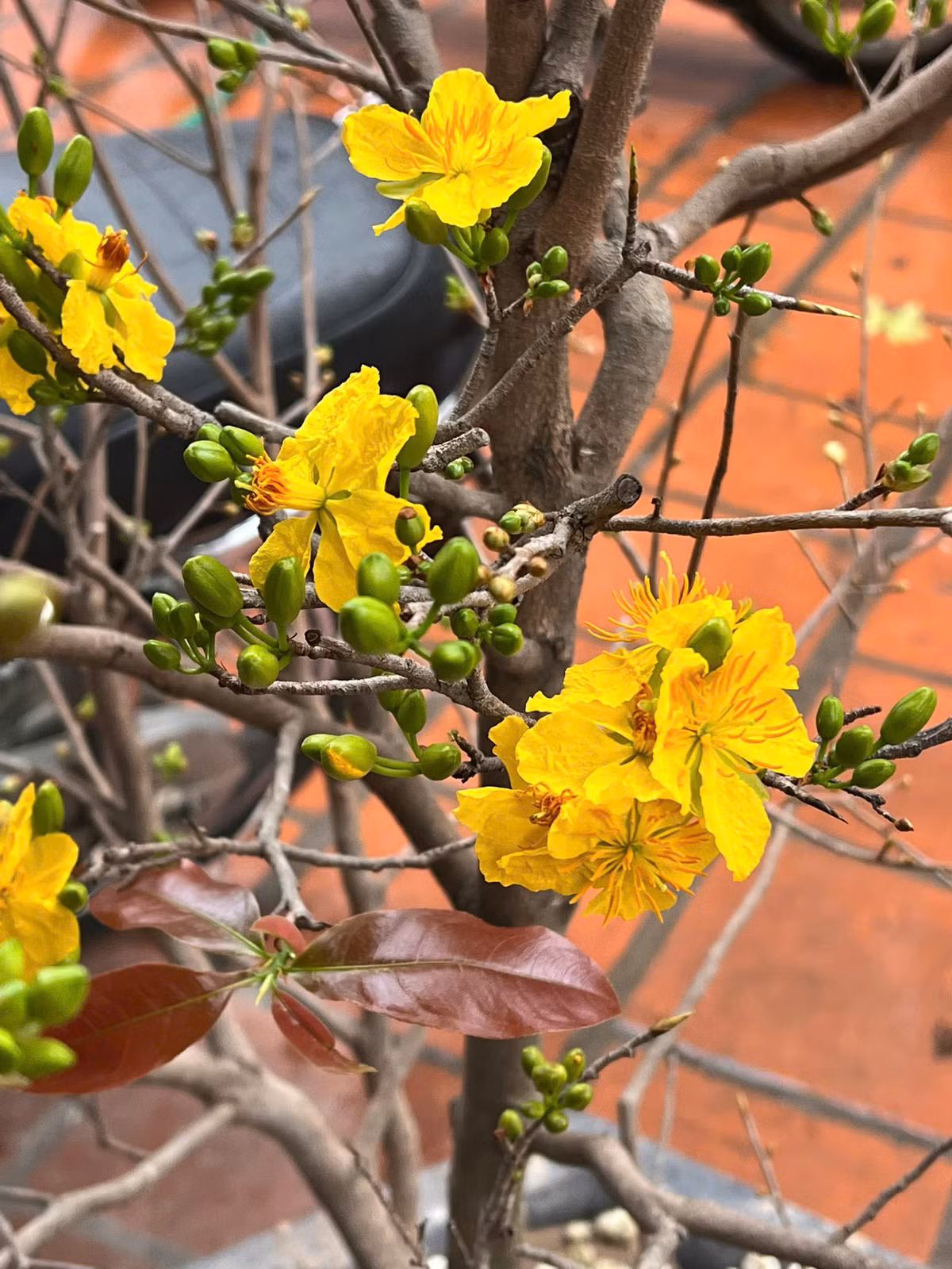  Hoa mai: Là một trong những loài hoa tượng trưng cho ngày Tết. Màu vàng của hoa mai tượng trưng cho sự thịnh vượng, phát triển. Theo quan niệm của người xưa, hoa mai nở vào ngày Tết sẽ đem lại may mắn, sức khỏe dồi dào, làm ăn phát đạt, tấn lộc tấn tài. Hương thơm dịu nhẹ của mai cũng giúp con người giải tỏa căng thẳng... và có thêm nhiều hứng khởi trong thời điểm bắt đầu một năm mới. Ảnh minh họa